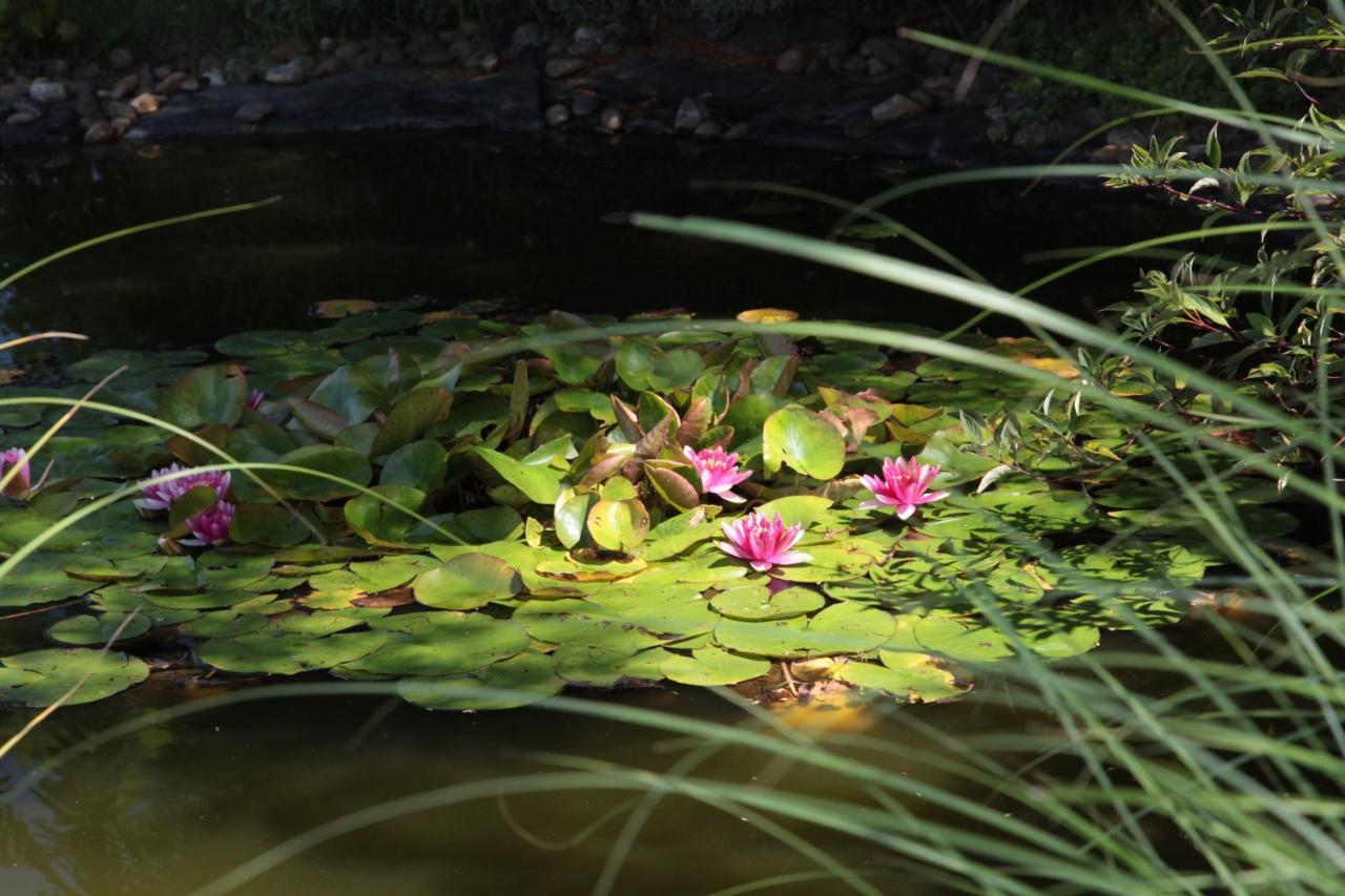 Nagymajor Birding Lodge Tiszacsege Luaran gambar